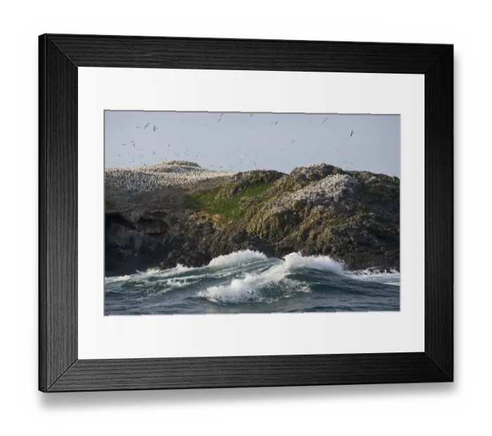 Framed Print : Breeding Gannets Sula bassana covering the island of Grassholm (RSPB) Wales July Framed Print : Breeding Gannets Sula bassana covering the island of Grassholm (RSPB) Wales July