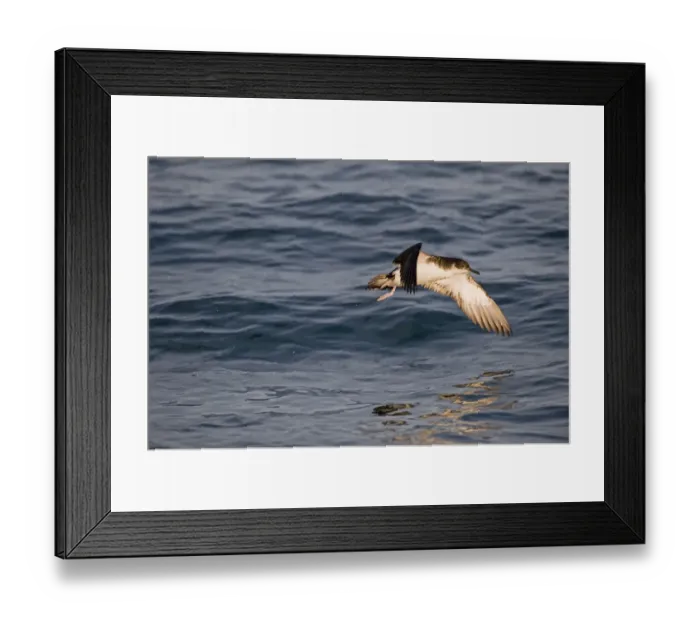 Framed Print : Manx Shearwater Puffinus puffinus in St Brides Bay off Skomer Island Pembrokeshire Framed Print : Manx Shearwater Puffinus puffinus in St Brides Bay off Skomer Island Pembrokeshire