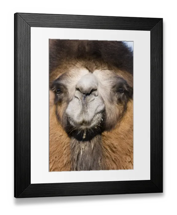 Framed Print : Domesticated Bactrian Camel Camelus batrianus Khongoryn Els sand dunes in southern Framed Print : Domesticated Bactrian Camel Camelus batrianus Khongoryn Els sand dunes in southern