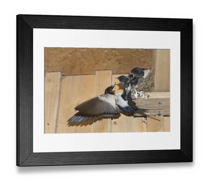 Framed Print : Barn Swallow Hirundo rustica adult feeding young in nest Cley Norfolk September Framed Print : Barn Swallow Hirundo rustica adult feeding young in nest Cley Norfolk September
