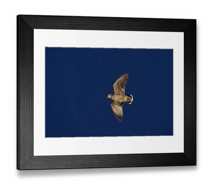 Framed Print : Pygmy Cormorant Phalacrocorax pygmyus Lake Kerkini Greece January Framed Print : Pygmy Cormorant Phalacrocorax pygmyus Lake Kerkini Greece January