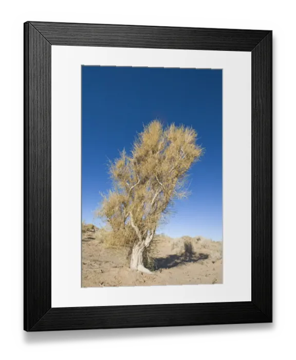 Framed Print : Saxaul Tree growing Khongoryn Els sand dunes in southern Gobi Desert Mongolia winter Framed Print : Saxaul Tree growing Khongoryn Els sand dunes in southern Gobi Desert Mongolia winter
