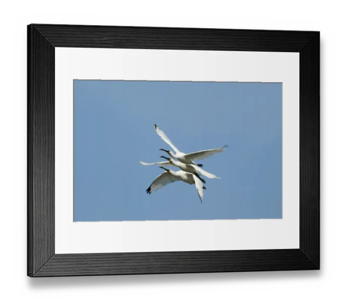 Framed Print : Spoonbills Platalea leucorodia Cley Norfolk July 2009