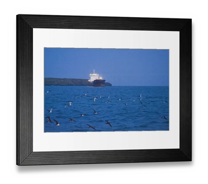 Framed Print : Manx Shearwaters Puffinus puffinus gathering in St Brides Bay off Skomer Island Framed Print : Manx Shearwaters Puffinus puffinus gathering in St Brides Bay off Skomer Island