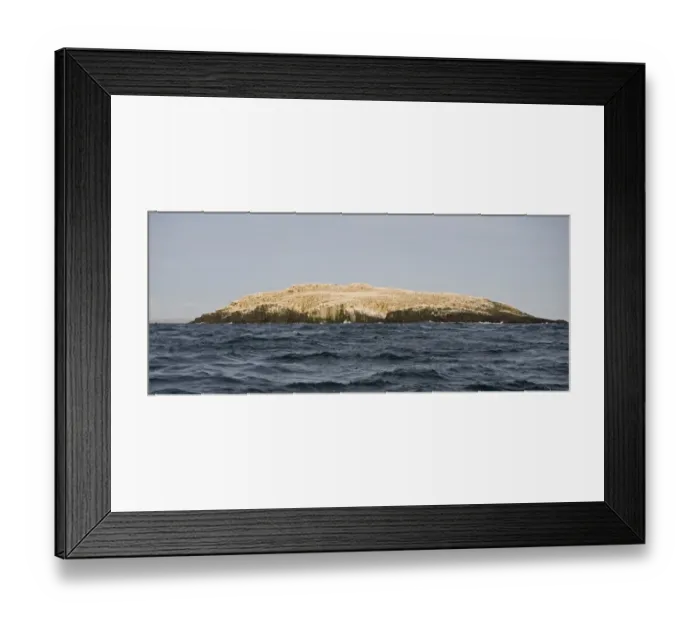 Framed Print : Breeding Gannets Sula bassana covering the island of Grassholm (RSPB) Wales July Framed Print : Breeding Gannets Sula bassana covering the island of Grassholm (RSPB) Wales July