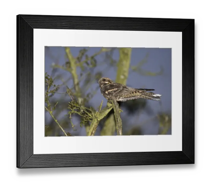 Framed Print : Nightjar Caprimulgus europaea male churring on song post Norfolk May Framed Print : Nightjar Caprimulgus europaea male churring on song post Norfolk May