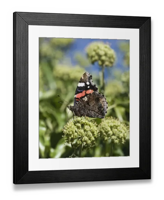 Framed Print : Red Admiral Butterfly Vanessa atalanta on ivy in garden Norfolk September Framed Print : Red Admiral Butterfly Vanessa atalanta on ivy in garden Norfolk September