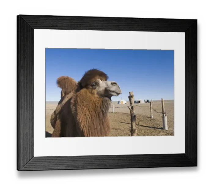 Framed Print : Domesticated Bactrian Camel Camelus batrianus breeding male in pen at nomads Ger Framed Print : Domesticated Bactrian Camel Camelus batrianus breeding male in pen at nomads Ger