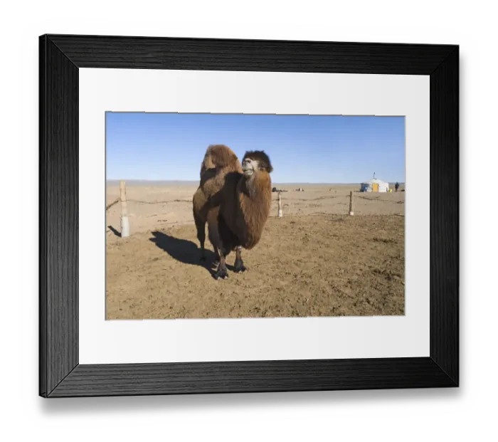 Framed Print : Domesticated Bactrian Camel Camelus batrianus breeding male in pen at nomads Ger Framed Print : Domesticated Bactrian Camel Camelus batrianus breeding male in pen at nomads Ger