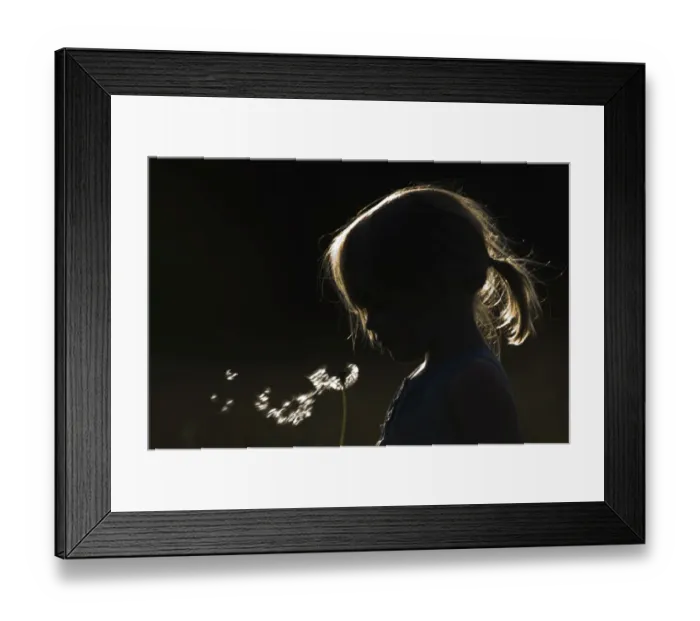 Framed Print : Young girl blowing seeds from dandelion head May UK Framed Print : Young girl blowing seeds from dandelion head May UK