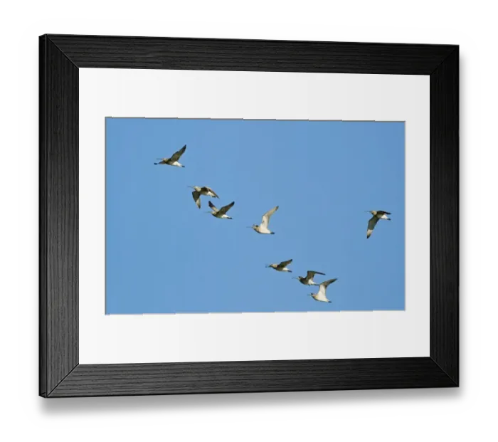 Framed Print : Whimbrel Numenius phaeopus migrant flock Cley Norfolk July Framed Print : Whimbrel Numenius phaeopus migrant flock Cley Norfolk July