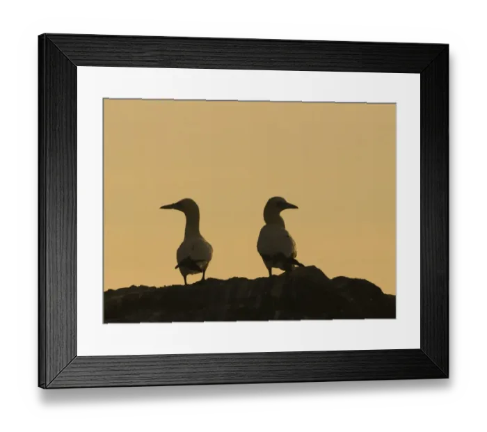 Framed Print : Gannets Sula bassana silhouetted on cliff top on Grassholm Wales Framed Print : Gannets Sula bassana silhouetted on cliff top on Grassholm Wales