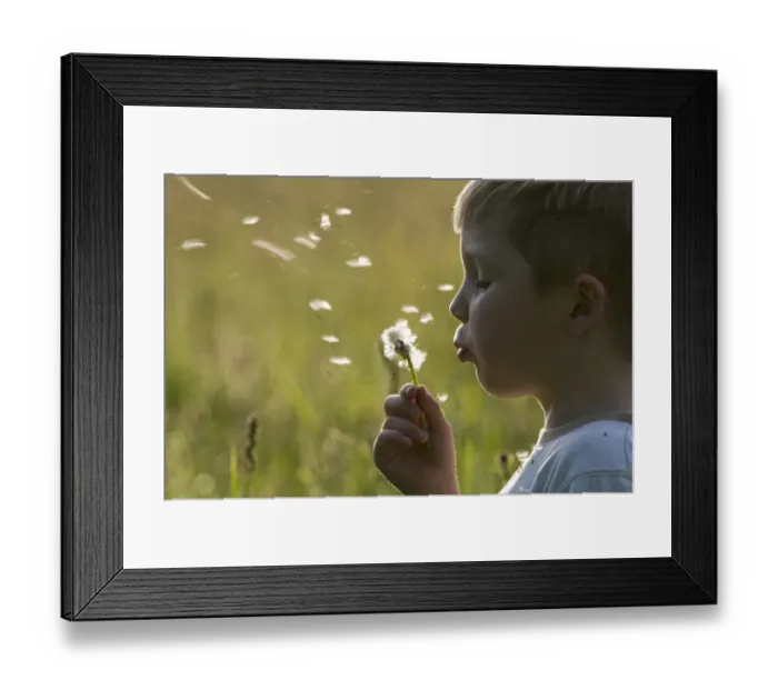 Framed Print : Young boy blowing seeded dandelion head in hay meadow Norfolk may