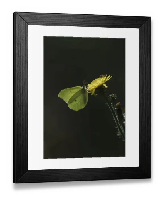 Framed Print : Brimstone butterfly Goneptoryx rhamni Norfolk August Framed Print : Brimstone butterfly Goneptoryx rhamni Norfolk August