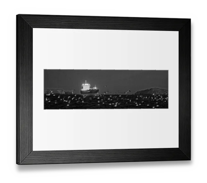 Framed Print : Infrared image showing thousands of Manx Shearwaters Puffinus puffinus gathering
