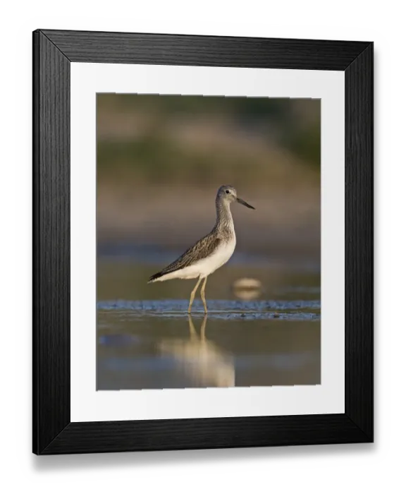 Framed Print : Greenshank Tringa nebularia Cley Norfolk September