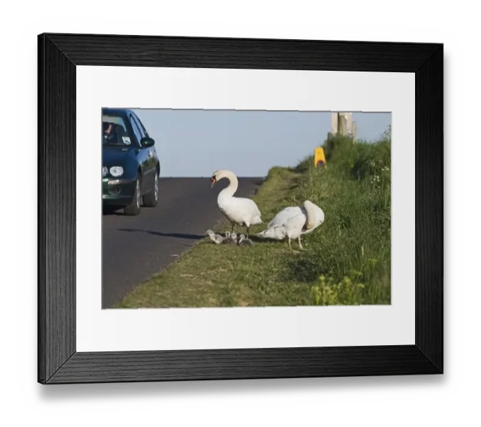 Framed Print : Mute Swan Cygnus olor pair with newborn chicks Cley Norfolk May Framed Print : Mute Swan Cygnus olor pair with newborn chicks Cley Norfolk May