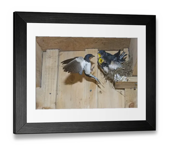 Framed Print : Barn Swallow Hirundo rustica feeding young in nest Cley Norfolk September Framed Print : Barn Swallow Hirundo rustica feeding young in nest Cley Norfolk September