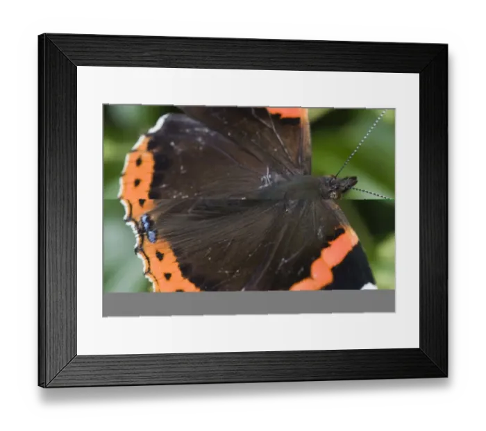 Framed Print : Red Admiral Butterfly Vanessa atalanta Norfolk September Framed Print : Red Admiral Butterfly Vanessa atalanta Norfolk September