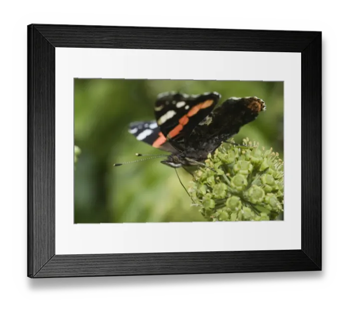 Framed Print : Red Admiral Butterfly Vanessa atalanta feeding on Ivy Norfolk September Framed Print : Red Admiral Butterfly Vanessa atalanta feeding on Ivy Norfolk September