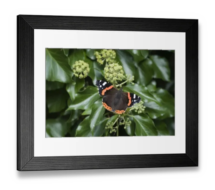 Framed Print : Red Admiral Butterfly Vanessa atalanta Norfolk September