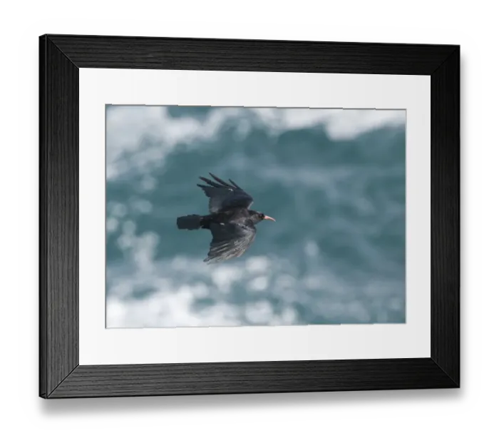 Framed Print : Chough Pyrrhocorax pyrrhocorax Ramsay Island Pembrokeshire July Framed Print : Chough Pyrrhocorax pyrrhocorax Ramsay Island Pembrokeshire July