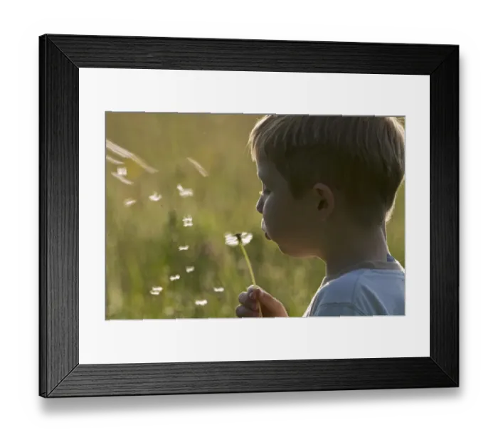 Framed Print : Young boy blowing dandelion head Norfolk May Framed Print : Young boy blowing dandelion head Norfolk May