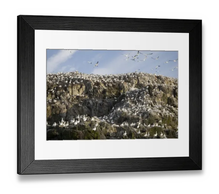 Framed Print : Breeding Gannets Sula bassana covering the island of Grassholm (RSPB) Wales July Framed Print : Breeding Gannets Sula bassana covering the island of Grassholm (RSPB) Wales July