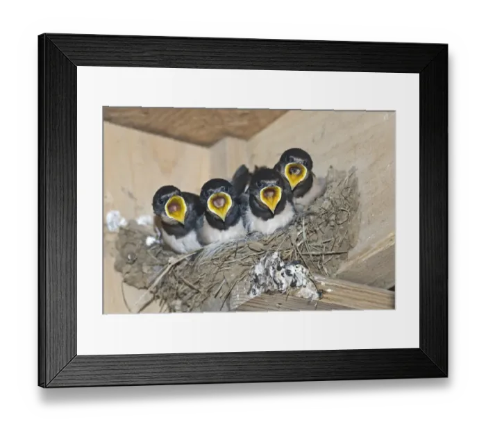 Framed Print : Barn Swallow Hirundo rustica young in nest Cley Norfolk September