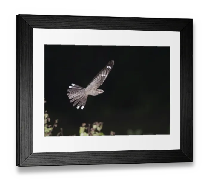 Framed Print : Nightjar Caprimulgus europaea male in display flight Norfolk May