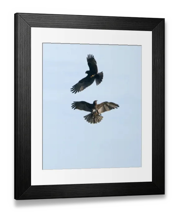 Framed Print : Marsh Harrier Circus aeruginosus juveniles grappling Cley Norfolk July Framed Print : Marsh Harrier Circus aeruginosus juveniles grappling Cley Norfolk July