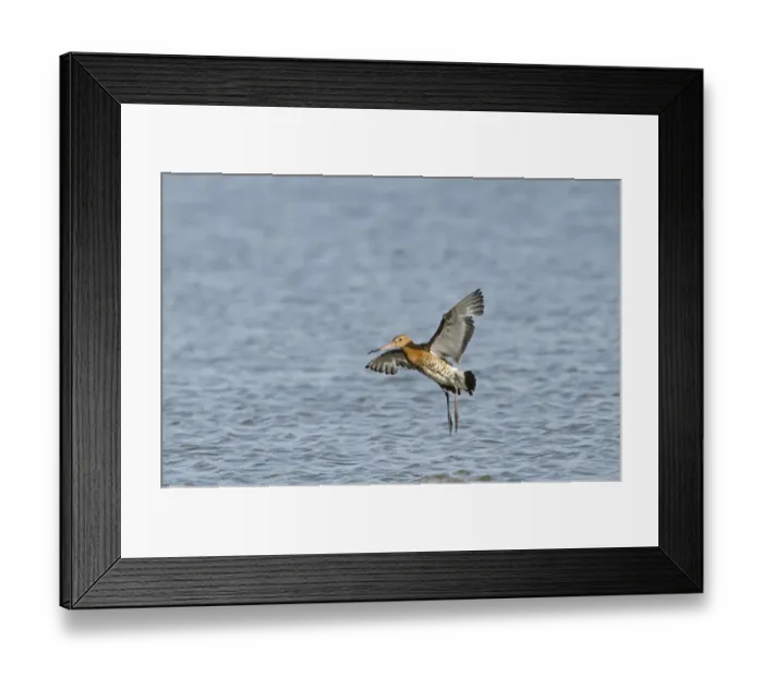 Framed Print : Black-tailed Godwit Limosa limosa Cley Norfolk July Framed Print : Black-tailed Godwit Limosa limosa Cley Norfolk July