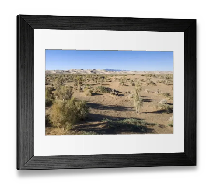 Framed Print : Saxaul Forest below Khongoryn Els sand dunes in southern Gobi Desert Mongolia winter