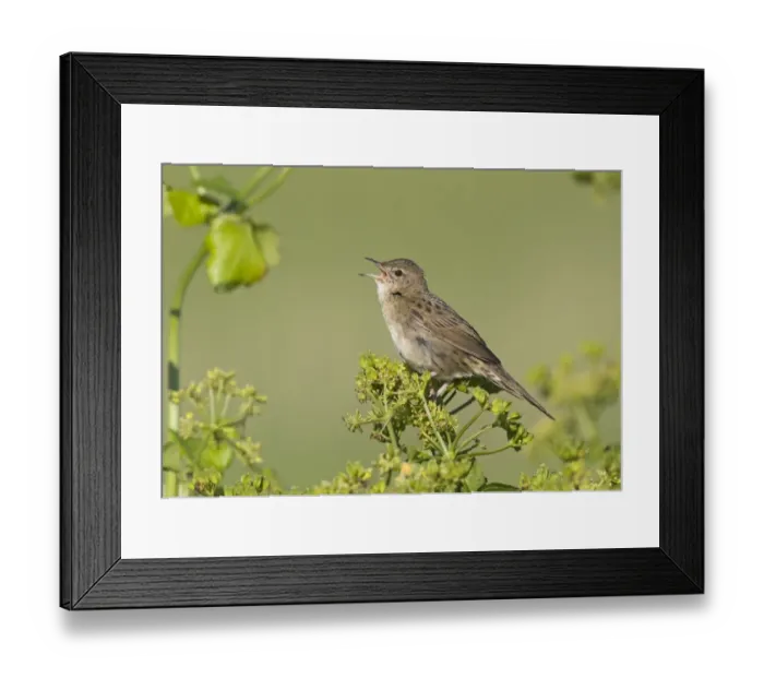 Framed Print : Grasshopper Warbler Locustella naevia reeling Cley Norfolk June Framed Print : Grasshopper Warbler Locustella naevia reeling Cley Norfolk June