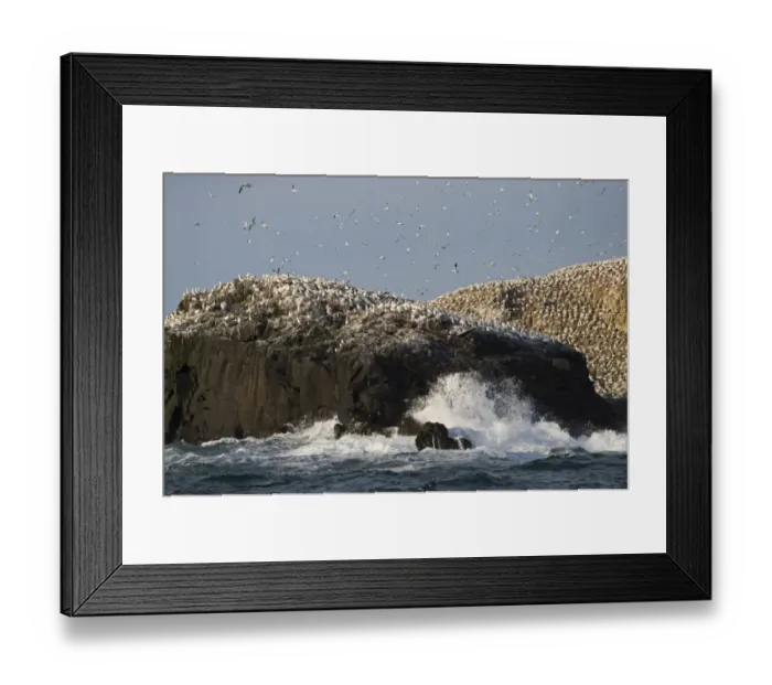 Framed Print : Breeding Gannets Sula bassana covering the island of Grassholm (RSPB) Wales July Framed Print : Breeding Gannets Sula bassana covering the island of Grassholm (RSPB) Wales July