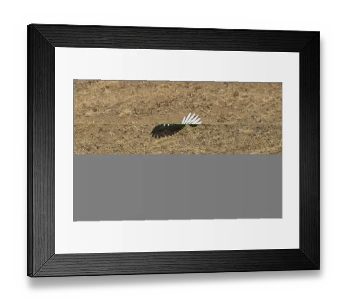 Framed Print : Magpie Pica pica Norfolk September Framed Print : Magpie Pica pica Norfolk September