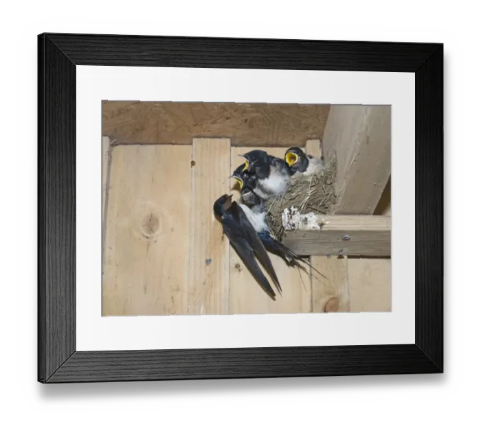 Framed Print : Barn Swallow Hirundo rustica adult with young in nest Cley Norfolk September Framed Print : Barn Swallow Hirundo rustica adult with young in nest Cley Norfolk September