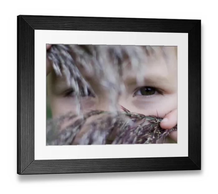 Framed Print : Young boy peepingthrough reeds Norfolk August Framed Print : Young boy peepingthrough reeds Norfolk August