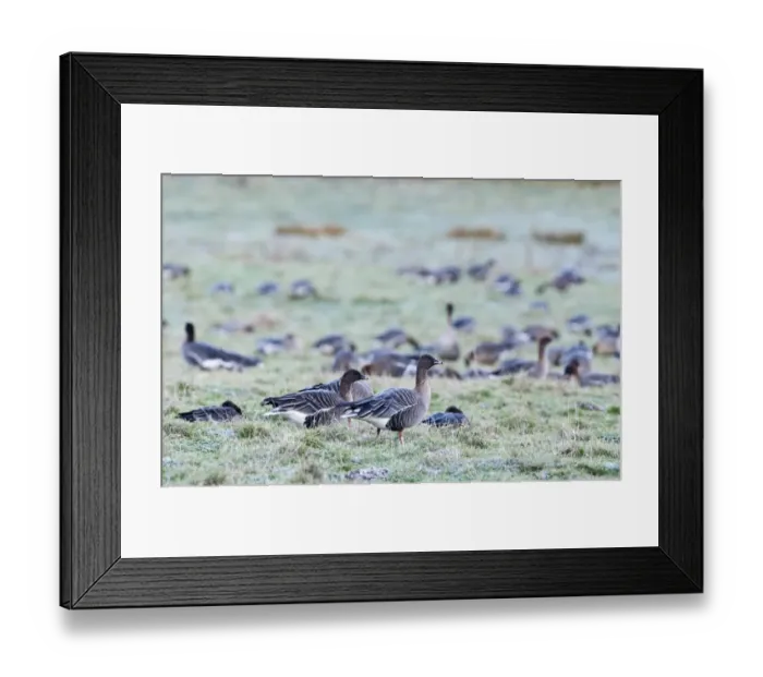 Framed Print : Pink-footed Geese Anser brachyrynchus Holkham Norfolk winter