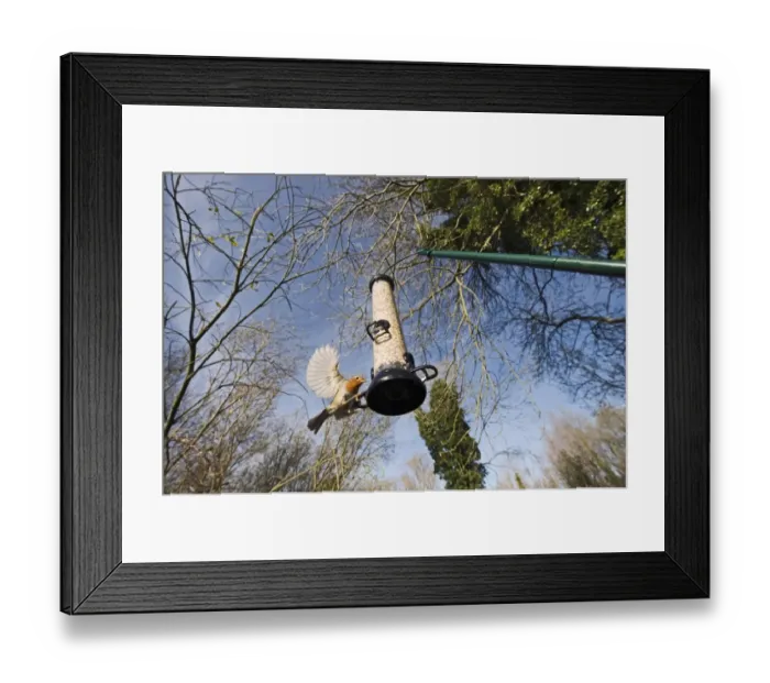Framed Print : Robin Erithacus rubecula at feeder in garden Norfolk winter Framed Print : Robin Erithacus rubecula at feeder in garden Norfolk winter