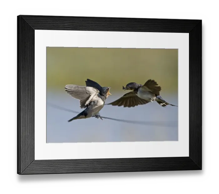 Framed Print : Swallow Hirundo rustica adult feeding fledged young Cley Norfolk September Framed Print : Swallow Hirundo rustica adult feeding fledged young Cley Norfolk September