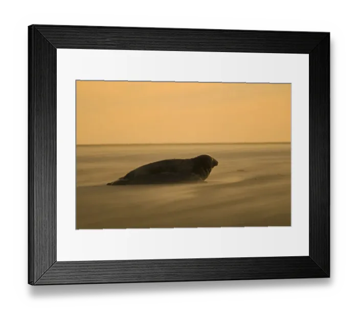 Framed Print : Grey Seal Halichoerus grypus on beach Blakeney Point Norfolk November Framed Print : Grey Seal Halichoerus grypus on beach Blakeney Point Norfolk November