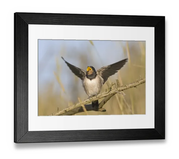 Framed Print : Swallow Hirundo rustica fledged young begging for food Cley Norfolk September Framed Print : Swallow Hirundo rustica fledged young begging for food Cley Norfolk September