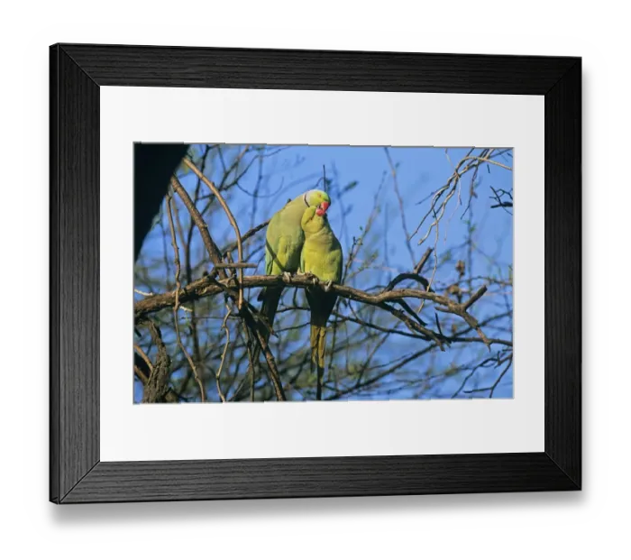 Framed Print : Rose-ringed Parakeet India Framed Print : Rose-ringed Parakeet India