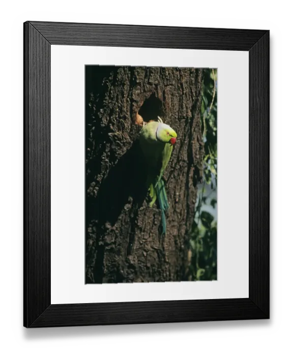 Framed Print : Rose-ringed Parakeet India Framed Print : Rose-ringed Parakeet India
