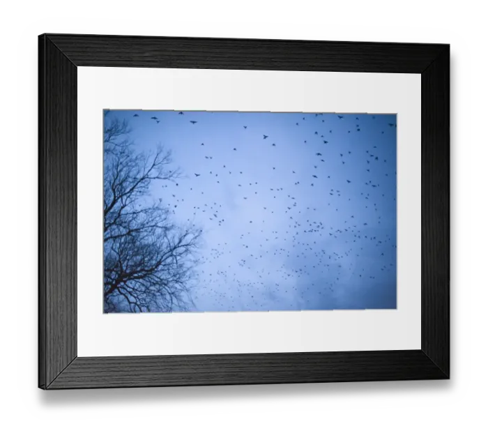 Framed Print : Crows mainly Rooks and Jackdaws arriving at roost Buckenham in Yare Valley Norfolk winter