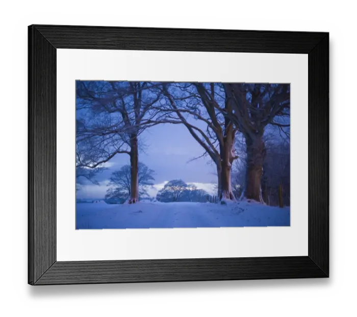 Framed Print : Farm track and Beech Trees in the snow near Gretna Scotland December Framed Print : Farm track and Beech Trees in the snow near Gretna Scotland December