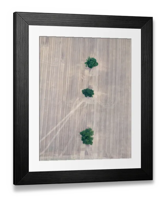 Framed Print : Three Oak Trees in stubble field Norfolk October