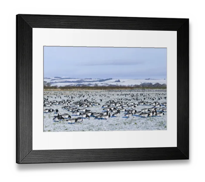 Framed Print : Barnacle Geese Branta leucopsis on fields near Dumfries bordering the Solway Dumfries Framed Print : Barnacle Geese Branta leucopsis on fields near Dumfries bordering the Solway Dumfries