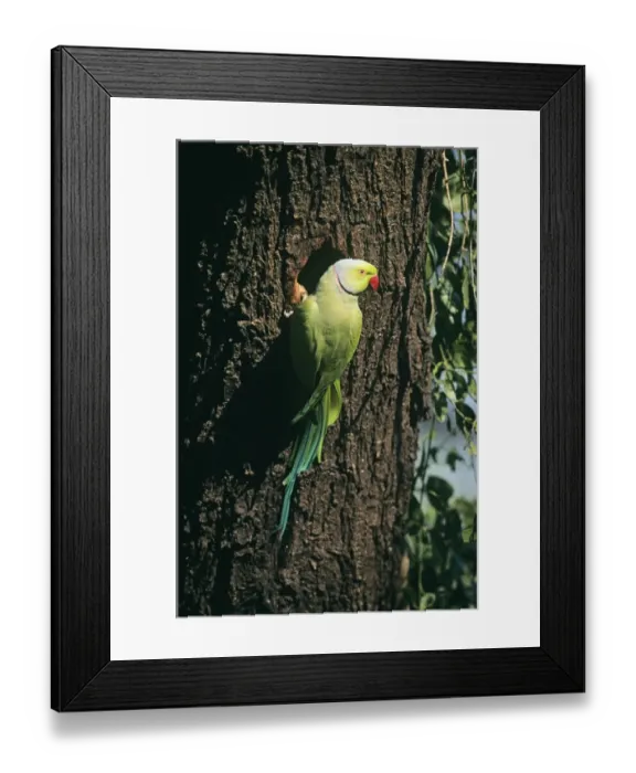 Framed Print : Rose-ringed Parakeet India Framed Print : Rose-ringed Parakeet India